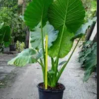 گل بابا آدم ارتفاع ۲متر