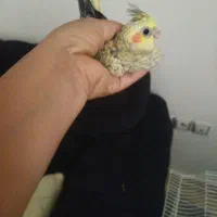 سه جوجه یک ماه عروس هلندی