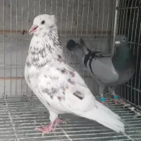 یک نر و دوتا ماده همه جوان