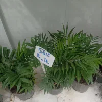 گل وگیاه آرکا نشتیفان فولاد پنجه|گل و گیاه طبیعی|خواف, |دیوار