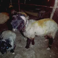 نرمیش ترکی  1سال نیم