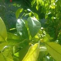 توضیحات رو بخون برنامه رایگان برات ثبت میکنم