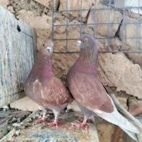 کبوتر خوش رنگ و پرشی