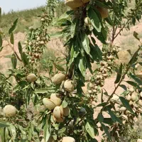 باغ بادام ۵ ساله