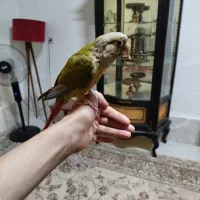 گرینچیک