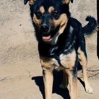 واگذاری سگ نگهبان