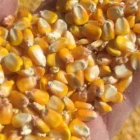 ذرت برزیل درجه یک