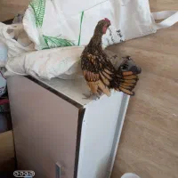 جوجه خروس گمشده