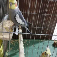 دو عدد عروس هلندی