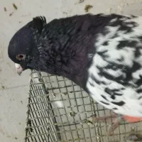 یک جفت کله و یک کلاغ سیاه نر