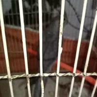 عروس هلندی ناز|پرنده|مشهد, کوی دروی|دیوار