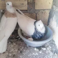 کفتر طوقی کاکلی