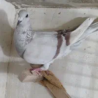 تعدادی کفترماده بی نظیر|پرنده|شیراز, شریف‌آباد|دیوار