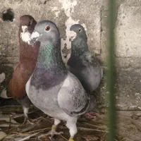 کبوتر پلاکی