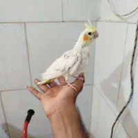 جوجه عروس هلندی