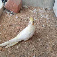 عروس هلندی|پرنده|شاهین‌شهر, حافظ جنوبی|دیوار
