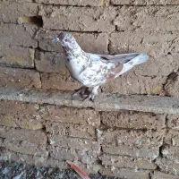 کبوتر|پرنده|کرج, فاز ۱ مهرشهر|دیوار
