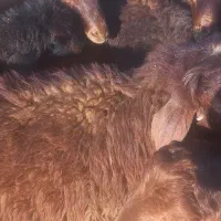 بره  نر  پایه پروار|حیوانات مزرعه|کوهدشت, |دیوار