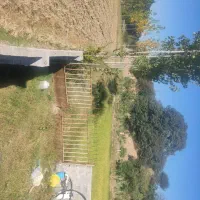 ۴۰۹۰ متر باغ کیوی با درختان سه ساله|فروش دفتر صنعتی، کشاورزی، تجاری|قائمشهر, |دیوار