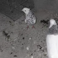 کبوتر طوقی  معاوضه میکنم|پرنده|لنده, |دیوار