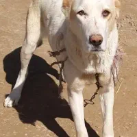 واگذاری ماده آلابای|سگ|گنبد کاووس, |دیوار