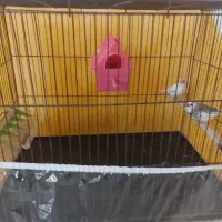 فنچ با قفس و ابخوری و خونه و دانه اضافه