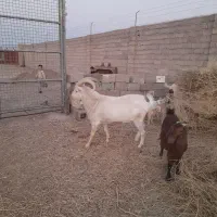 نربز سانن صددرصد خالص ..راور|حیوانات مزرعه|راور, |دیوار