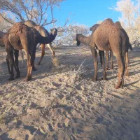 فروش شتر هاشی|حیوانات مزرعه|جلگه ماژان, |دیوار