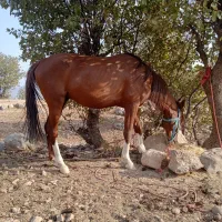 اسب پر خون آگهی به دقت بخون|اسب و تجهیزات اسب‌سواری|خرم‌آباد, |دیوار