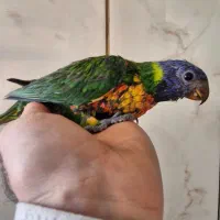 جوجه طوطی لوری  (اصفهان پاروت)