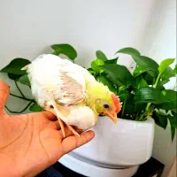 جوجه 3 ماهه