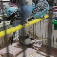 مرغ عشق مولد جوان|پرنده|برخوار, |دیوار