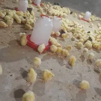جوجه کاکلی و جوجه گوشتی راس سنگین وزن