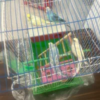 فروش 4 تا مرغ عشق