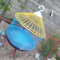 جوجه