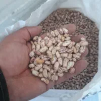 لوبیا چیتی تازه