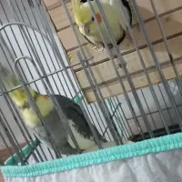 عروس هلندی مولد