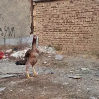 مرغ لاری 8ماه وارداتی|حیوانات مزرعه|مریوان, |دیوار
