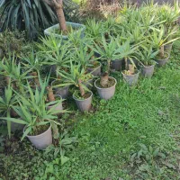 یوکا بنسای|گل و گیاه طبیعی|رودسر, |دیوار