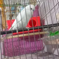 مرغ عشق انگلیسی رنگ سفید مهر