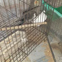 مرغ عشق و  یک عدد عروس هلندی ماده|پرنده|فیروزآباد (فارس), |دیوار