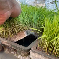 تیم نشا سبدی طارم هاشمی