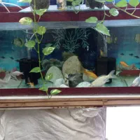 آکواریوم 1/80سانت باماهی