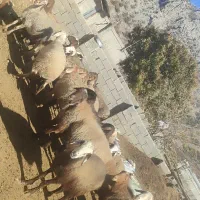 ۲۰تا میش با یک قوچ نژاد افغان برای داشت تمیز