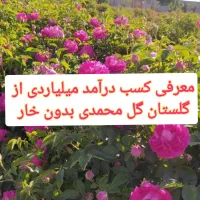 فروش نهال گل محمدی اصلاح شده بدون خار