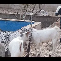 میش جوان مهریز|حیوانات مزرعه|مهریز, |دیوار