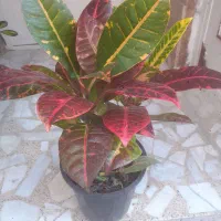 گل کورتون رسمی