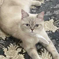 گربه بریتیش