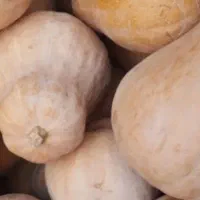 فروش کدو حلوایی درجه یک مشگین