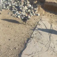 مرغ|حیوانات مزرعه|کرانی, |دیوار